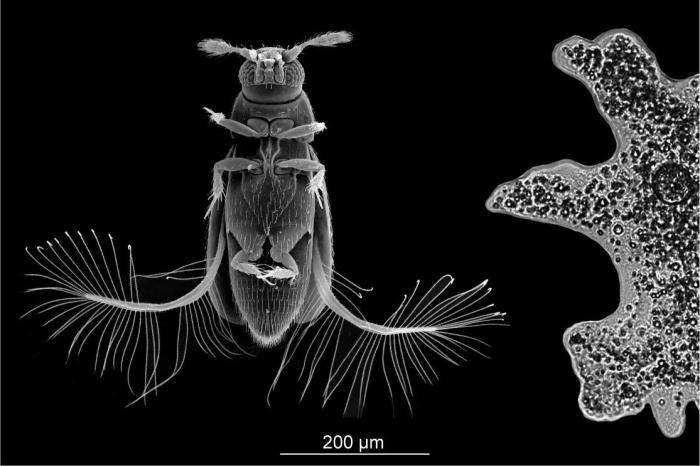 缨甲Paratuposa placentis(左)与单细胞生物阿米巴原虫(右)的同尺度对比。　施普林格·自然 供图