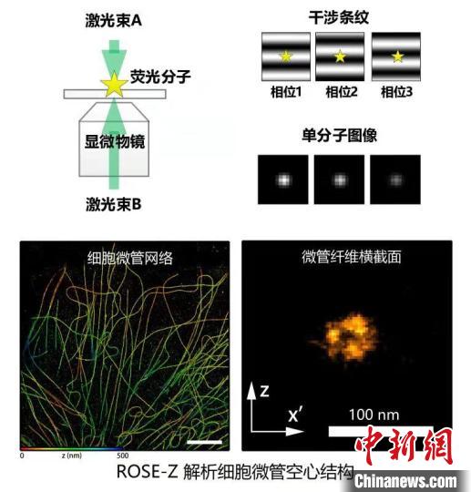 进展九：干涉单分子定位显微镜解析细胞微管空心结构。　中国科协生命科学学会联合体 供图