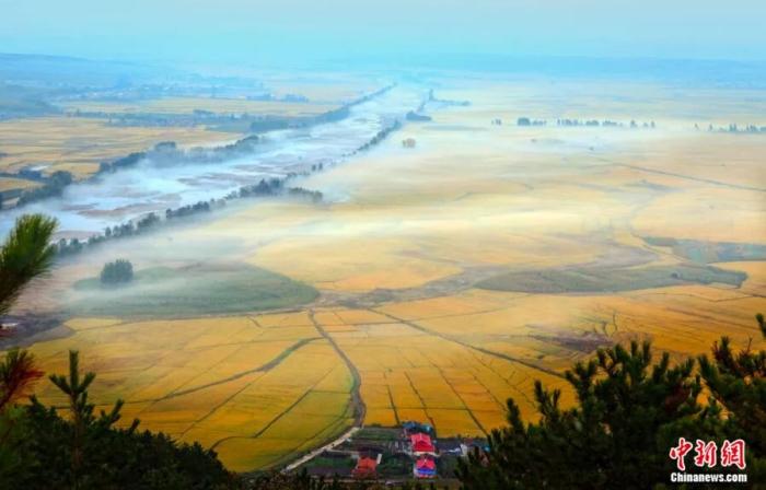 (平岗绿洲上的金色稻田。延边州文广旅局供图) 