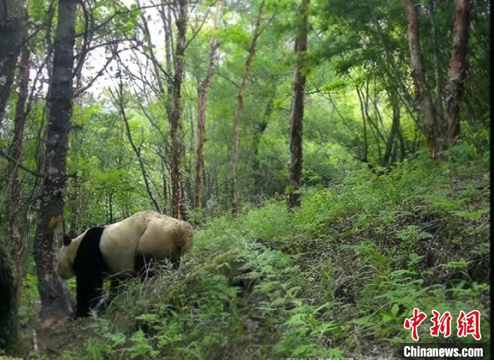 红外相机拍摄画面。　山水自然保护中心供图