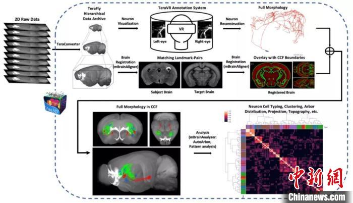 进展十：全脑范围完整神经元形态成像、重建、配准、分析平台和流程。　中国科协生命科学学会联合体 供图