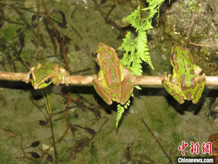 峨眉树蛙。　中科院成都生物所供图