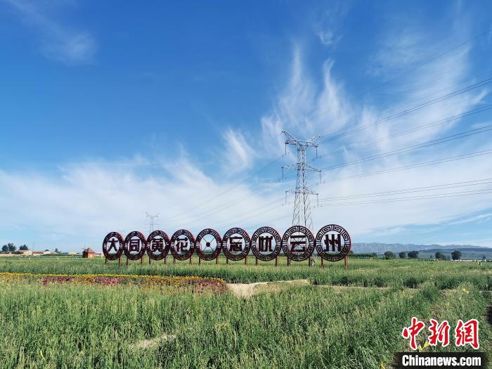 山西省大同市云州区的黄花种植基地。资料图 杨杰英 摄