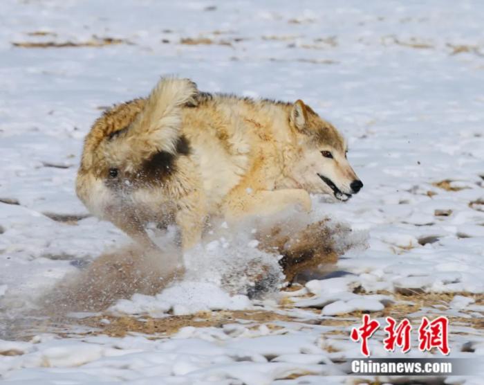 阿里野狼。索朗仁青 摄