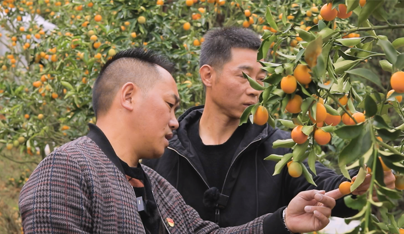 罗世茂(左一)为采购商介绍尤溪金柑