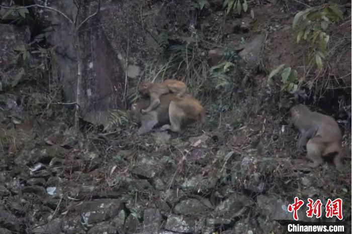 野生猕猴在林间嬉戏 刘博 摄