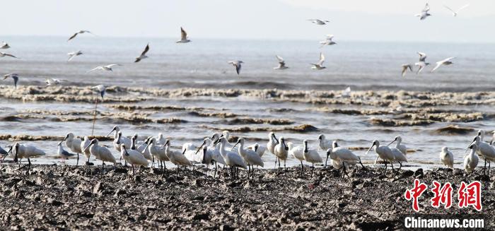 广东海丰湿地 广东省林业局 供图