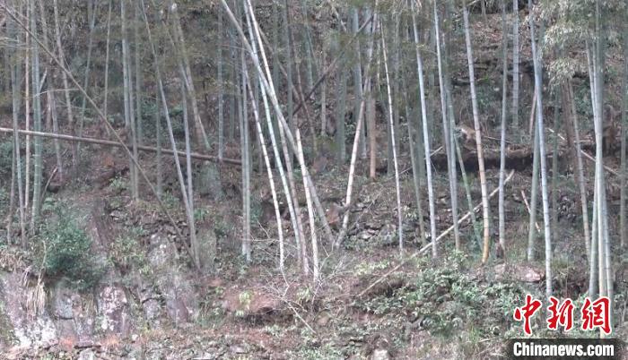 野生猕猴在竹林间穿梭 刘博 摄