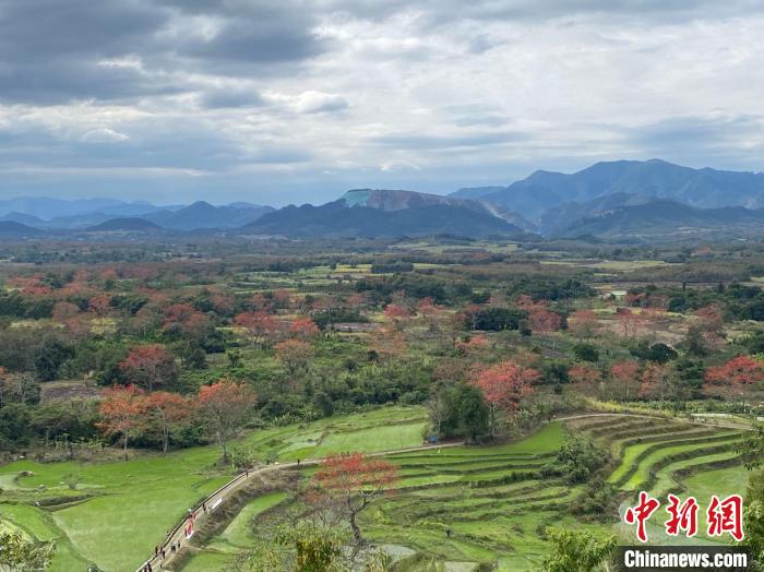 昌江七叉镇盛开的木棉花与巍巍群山、层层梯田，交相辉映，风景美如画。　符宇群 摄