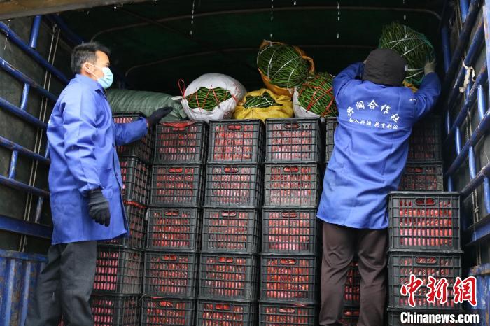 图为百色市田东县果蔬农民专业合作社工人装运蔬菜。　陈秋霞 摄