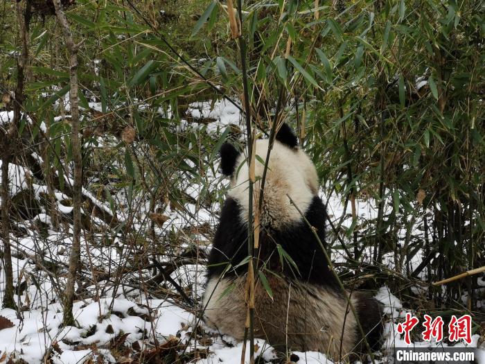 背靠竹子，吃着竹子的大熊猫(资料图)。　何义文 摄