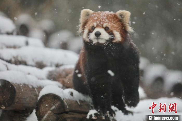 图为雪中的北京动物园。　北京市公园管理中心供图