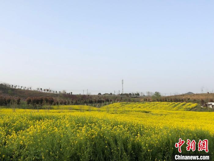 湖北襄阳襄城区桃庵村桃花岭的金色油菜花田 梁婷 摄