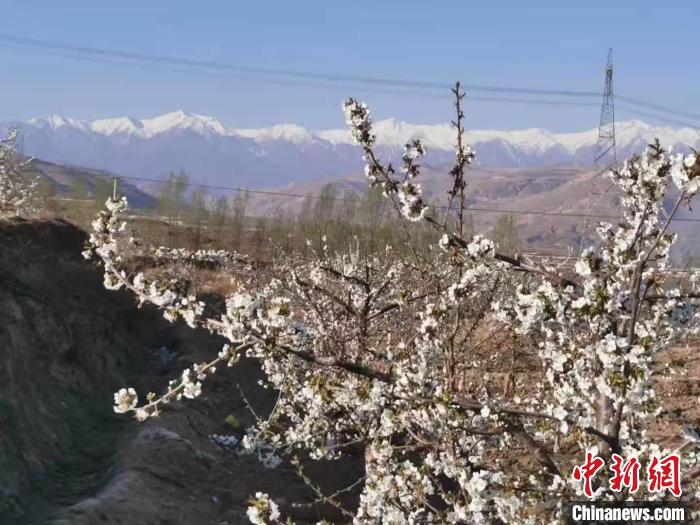 图为拉脊山下开满樱桃花。(资料图) 受访者供图