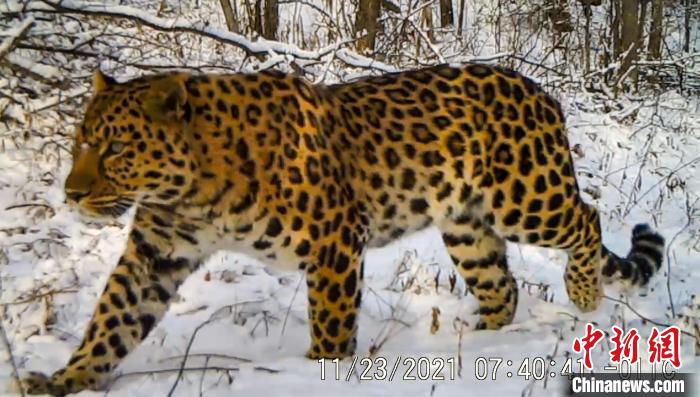 野生东北豹漫步在森林中(红外相机拍摄) 吉林省林业和草原局宣传中心供图