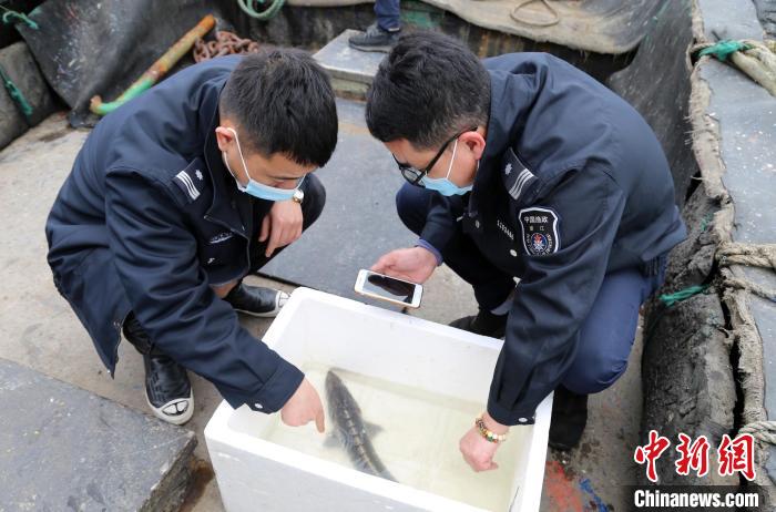 温岭市港航口岸和渔业管理局工作人员检查中华鲟健康状况 金云国 摄