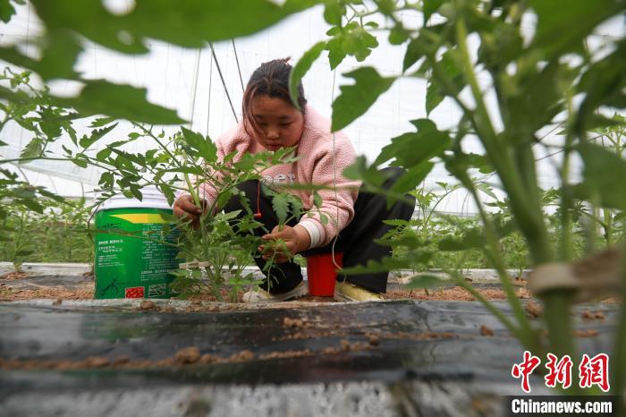 图为邢台市任泽区南甘寨村菜农在管护西红柿秧苗。　宋杰 摄