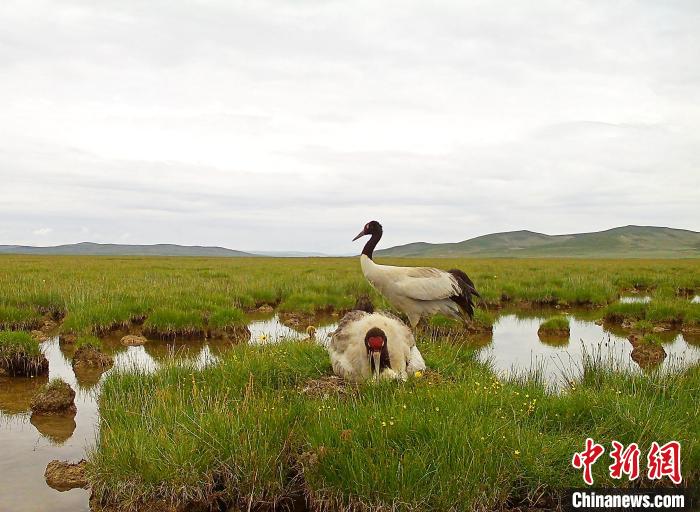 图为黄河源头玛多境内湿地的黑鹤。　玛多县委宣传部 供图