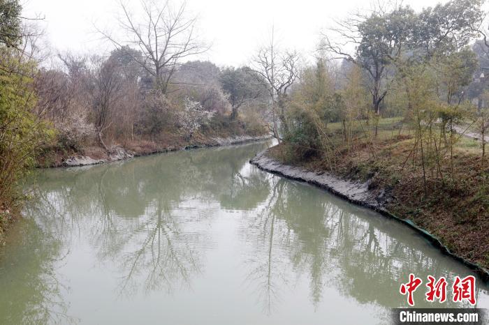 西溪湿地的河岸已进行松木桩加固和淤泥护坡。　西溪湿地供图