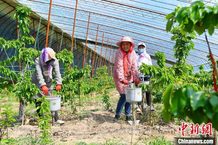 图为工人给樱桃树施肥。　景春燕 摄