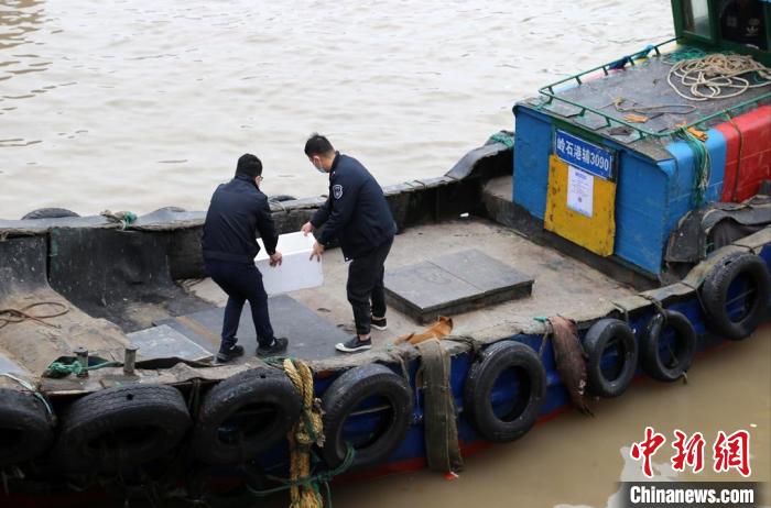 温岭市港航口岸和渔业管理局工作人员放归中华鲟 金云国 摄