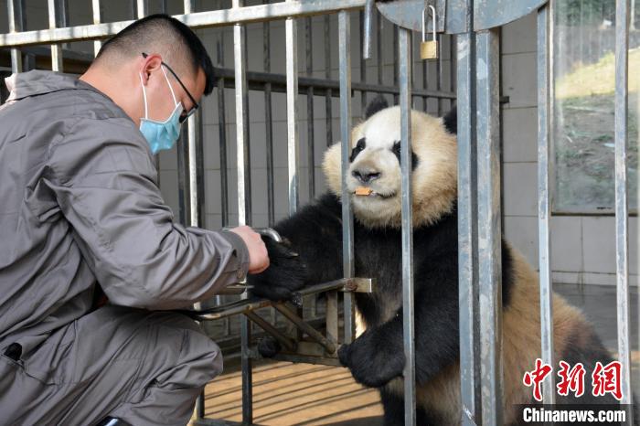 曾文给大熊猫喂食。　都江堰市融媒体中心 供图