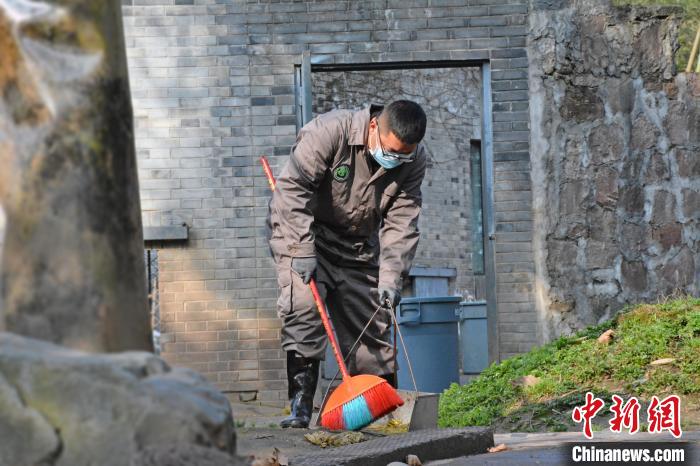 曾文清扫大熊猫圈舍。　都江堰市融媒体中心 供图