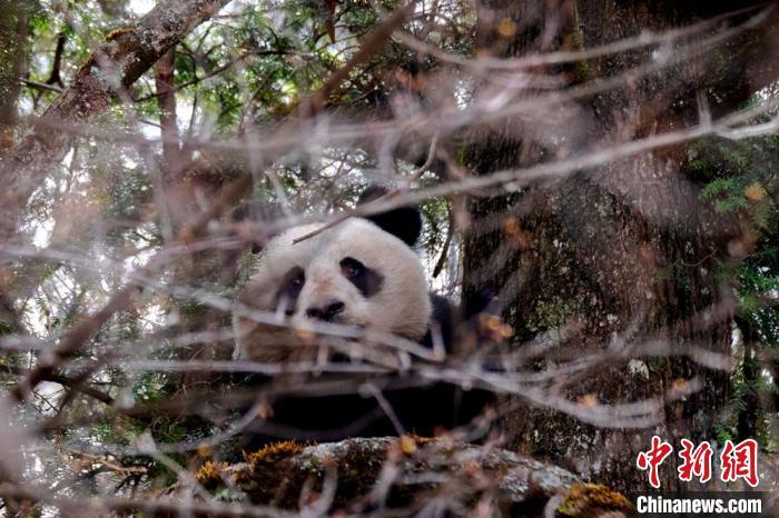 工作人员抓拍下了大熊猫的珍贵影像。　王超 摄