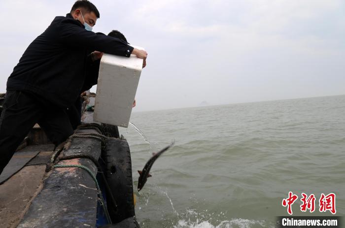 温岭市港航口岸和渔业管理局工作人员放归中华鲟 金云国 摄