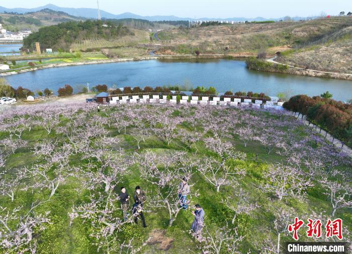 湖北襄阳襄城区桃庵村桃花岭吸引游客前来赏花踏春，享受郊野乐趣 杨东 摄