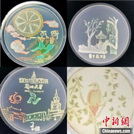 图为微生物自己“长”出来的惊艳画作。　兰州大学供图