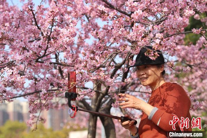 “上海樱花节”早樱绽放枝头，吸引游客赏花留影。　张亨伟 摄