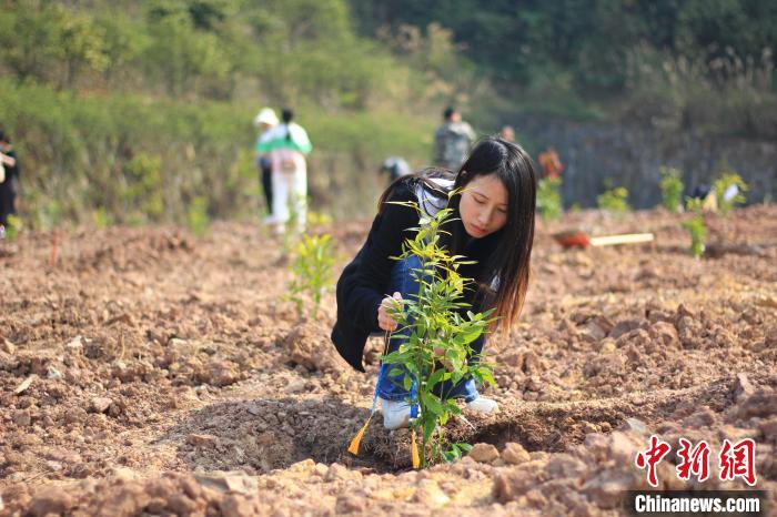 3月11日，志愿者们在重庆市渝北区玉峰山森林公园内义务植树。　梁钦卿 摄