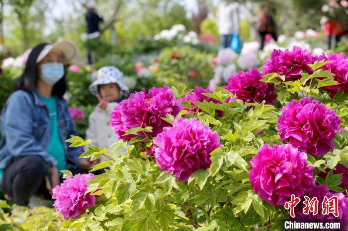 22日，2022年北京牡丹文化节在世界花卉大观园开幕。　北京市园林绿化局供图