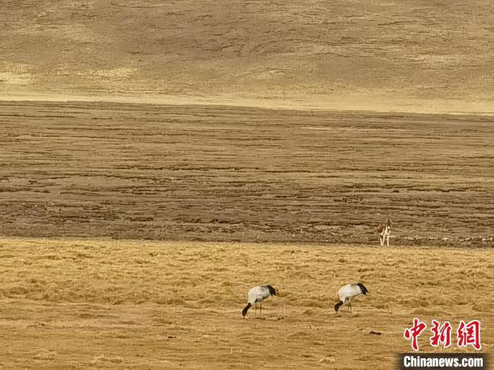 图为栖息在夏曲村的黑颈鹤。　桑旦 摄