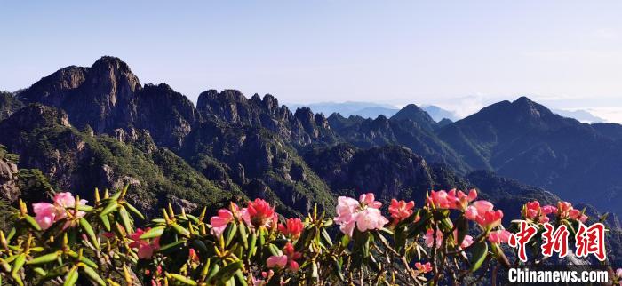 盛开的黄山杜鹃与黄山群峰相互映衬 胡锦锋 摄