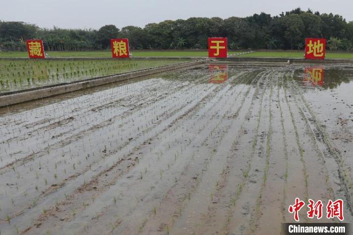 广东禾田水韵春耕忙 祝桂峰 　摄