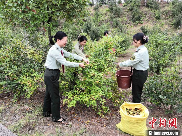 河田站基地已形成以“油茶—家禽—鱼塘”为主的绿色生态经济循环。　福建高速龙岩公司 供图