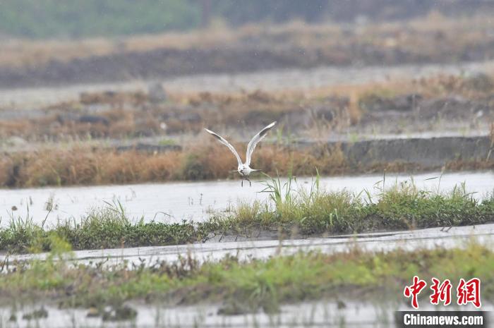 黑嘴鸥现身浙江温岭箬横东浦新塘 陈夏富 摄