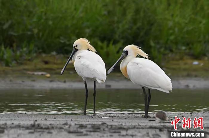 黑脸琵鹭现身浙江温岭箬横 陈夏富 摄