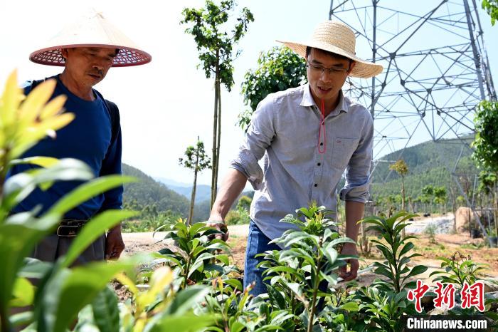 村民蓝智强在他基地指导工人种植苗木。　张金川 摄