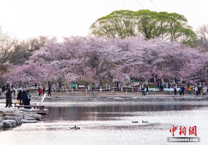 北京玉渊潭公园春和景明，吸引游人流连花海。　 中新社记者 侯宇 摄