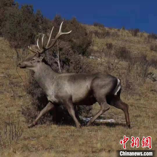 图为马鹿。　达日县委宣传部 供图