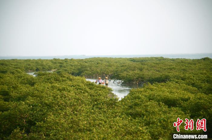 北海滨海国家湿地公园，红树林长势茂盛。　翟李强 摄