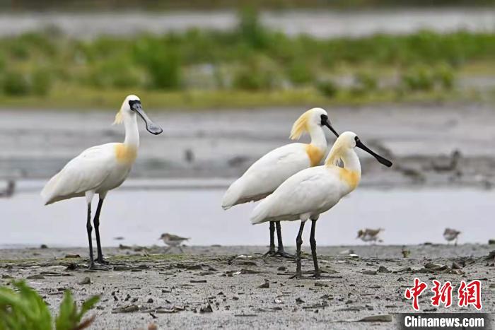 黑脸琵鹭现身浙江温岭箬横 陈夏富 摄