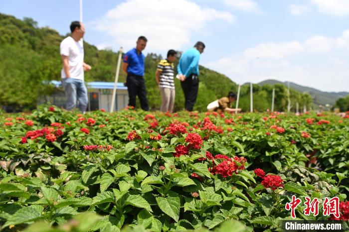 游人参观海峡花卉集散中心花卉。　张金川 摄