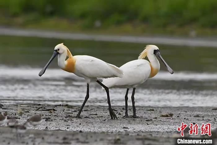 黑脸琵鹭现身浙江温岭箬横 陈夏富 摄