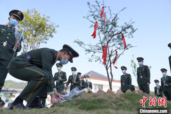 4月4日，系上红丝带、敬上黄菊，官兵为来自张山头无名红军墓的红豆杉送上崇敬和哀思。　张陈宇 摄