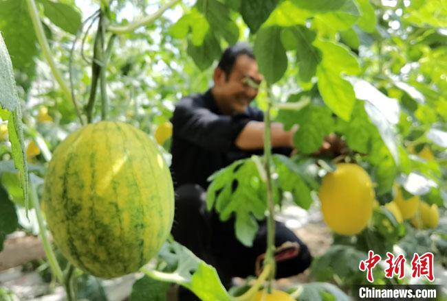 图为4月下旬，甘肃酒泉市肃州区境内的温室大棚“硕果累累”。　冯志军 摄