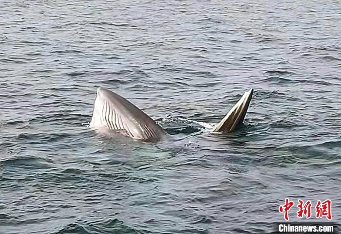 图为布氏鲸在捕食 广西海警供图